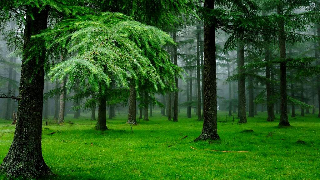 Pozitivan uticaj na klimatske promjene