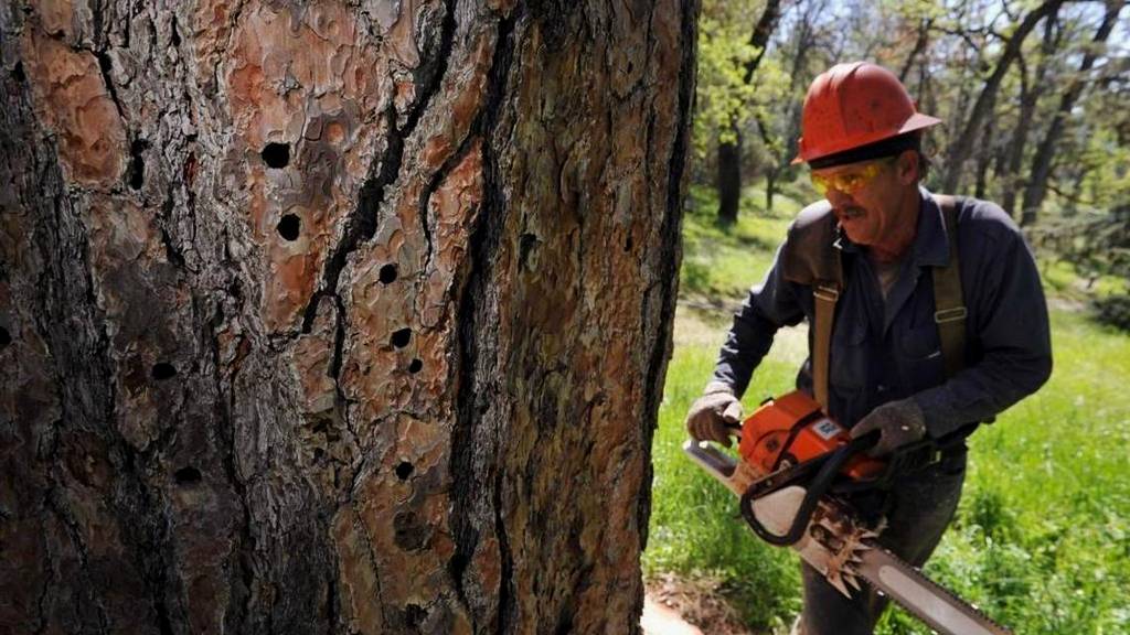 Neden Orman Koruma Sertifikasına İhtiyacım Var?