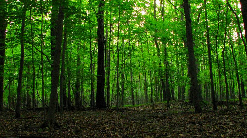 Tipos de floresta