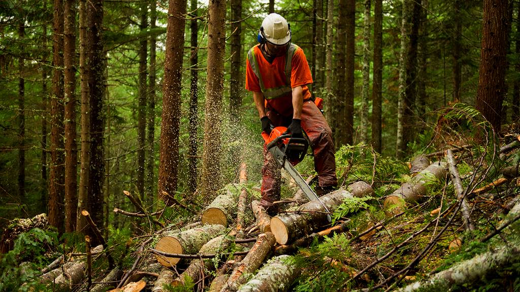 Orman Koruma Sertifikası Ne İşe Yarar?