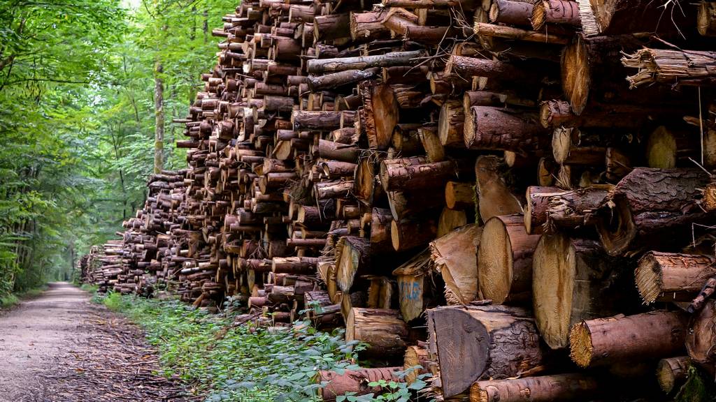 Ormanların Ekonomiye Katkısı