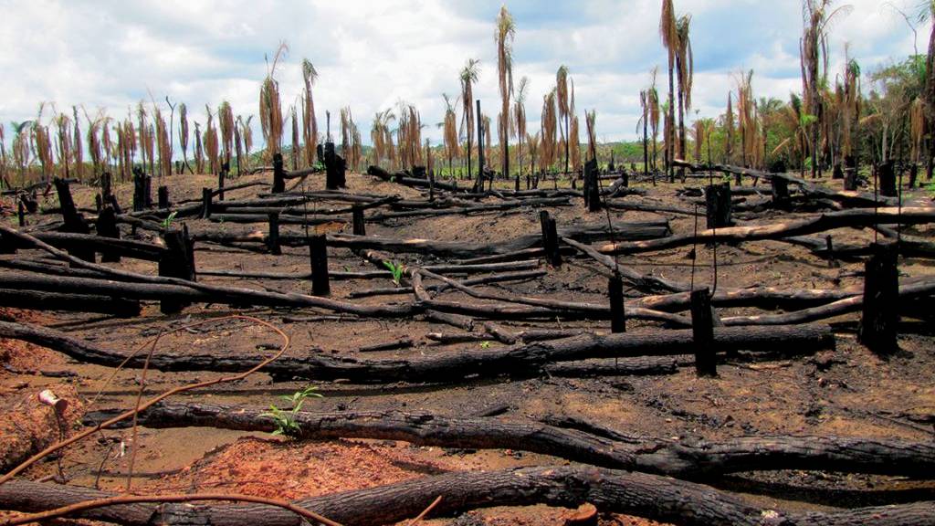 deforestation tagalog dahilan at epekto essay