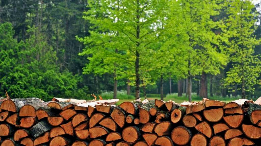 Sürdürülebilir Ormancılık Nedir?